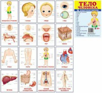 Раздаточные карточки "Тело человека" - fgospostavki.ru - Казань