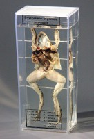 Влажный препарат "Внутреннее строение лягушки" - fgospostavki.ru - Казань