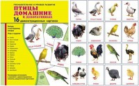 Демонстрационные карточки "Птицы домашние и декоративные" - fgospostavki.ru - Казань