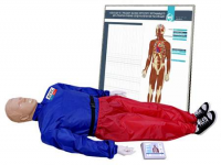 "Александр-01" тренажер-манекен взрослого пострадавшего для отработки приемов сердечно-легочной реанимации (голова, туловище, конечности) с контроллером и настенным табло - fgospostavki.ru - Казань