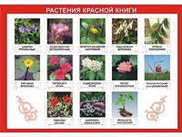Таблица демонстрационная "Растения Красной книги" (винил 70*100) - fgospostavki.ru - Казань