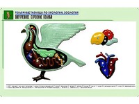 Рельефная таблица "Внутреннее строение голубя" (формат А1, матовое ламинирование) - fgospostavki.ru - Казань