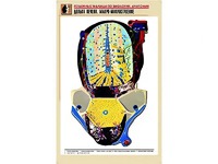Рельефная таблица "Долька печени. Макро-микростроение" (формат А1, матовое ламинирование) - fgospostavki.ru - Казань