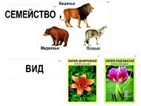 Модель-аппликация "Классификация растений и животных" (ламинированная) - fgospostavki.ru - Казань