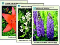 Гербарий фотографический "Основные группы растений" - fgospostavki.ru - Казань