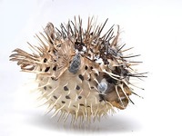 Сухой препарат "Еж-рыба морская" - fgospostavki.ru - Казань