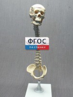 Модель "Позвоночник с черепом и тазом" - fgospostavki.ru - Казань