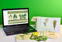 Гербарий натурально-интерактивный "Растительные сообщества. Лес" - fgospostavki.ru - Казань