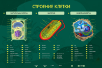 Электрифицированный стенд "Строение клетки" с маркерными полями - fgospostavki.ru - Казань