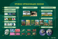 Электрифицированный стенд "Уровни организации жизни" - fgospostavki.ru - Казань