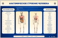Электрифицированный стенд-тренажер c макетом скелета "Анатомическое строение человека" - fgospostavki.ru - Казань
