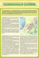Стенд "Биосинтез белка" - fgospostavki.ru - Казань