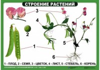 Комплект таблиц "Ознакомление с окружающим миром 1-4 класс" - fgospostavki.ru - Казань