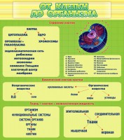 Стенд "От клетки до организма" - fgospostavki.ru - Казань