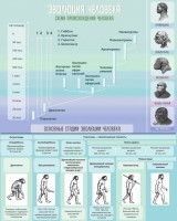 Стенд "Эволюция человека" Вариант 1 - fgospostavki.ru - Казань