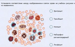 Интерактивные курсы. Биология 11 класс. Расширенный. - fgospostavki.ru - Казань