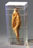 Влажный препарат "Внутреннее строение рыбы" - fgospostavki.ru - Казань