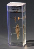 Влажный препарат "Развитие костистой рыбы" - fgospostavki.ru - Казань