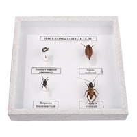 Коллекция энтомологическая "Насекомые вредители" - fgospostavki.ru - Казань