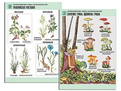 Комплект таблиц "Окружающий мир. Грибы. Растительный мир" (12 таблиц, А1, ламинированные) - fgospostavki.ru - Казань