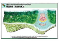 Рельефная таблица "Клеточное строение листа" (формат А1, матовое ламинирование) - fgospostavki.ru - Казань