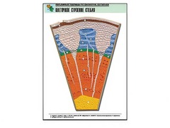 Рельефная таблица "Клеточное строение стебля" (формат А1, матовое ламинирование) - fgospostavki.ru - Казань