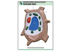 Рельефная таблица "Растительная клетка" (формат А1, матовое ламинирование) - fgospostavki.ru - Казань