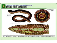 Рельефная таблица "Внутреннее строение дождевого червя" (формат А1, матовое ламинирование) - fgospostavki.ru - Казань