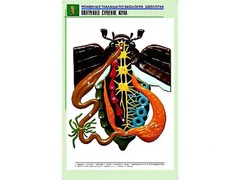 Рельефная таблица "Внутреннее строение жука" (формат А1, матовое ламинирование) - fgospostavki.ru - Казань