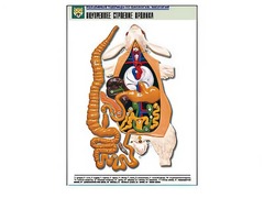 Рельефная таблица "Внутреннее строение кролика" (формат А1, матовое ламинирование) - fgospostavki.ru - Казань