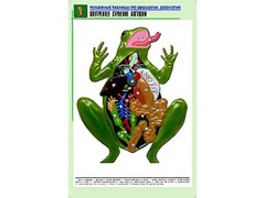 Рельефная таблица "Внутреннее строение лягушки" (формат А1, матовое ламинирование) - fgospostavki.ru - Казань