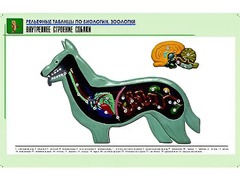 Рельефная таблица "Внутреннее строение собаки" (формат А1, матовое ламинирование) - fgospostavki.ru - Казань