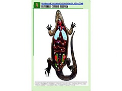 Рельефная таблица "Внутреннее строение ящерицы" (формат А1, матовое ламинирование) - fgospostavki.ru - Казань