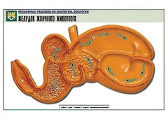 Рельефная таблица "Желудок жвачного животного" (формат А1, матовое ламинирование) - fgospostavki.ru - Казань