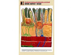 Рельефная таблица "Ворсинка кишечная с сосудом" (формат А1, матовое ламинирование) - fgospostavki.ru - Казань