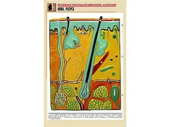 Рельефная таблица "Кожа. Разрез" (формат А1, матовое ламинирование) - fgospostavki.ru - Казань