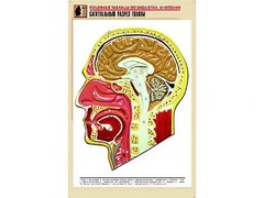 Рельефная таблица "Сагиттальный разрез головы" (формат А1, матовое ламинирование) - fgospostavki.ru - Казань