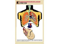 Рельефная таблица "Строение легких" (формат А1, матовое ламинирование) - fgospostavki.ru - Казань