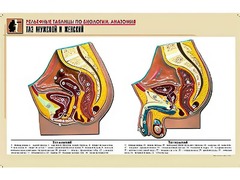 Рельефная таблица "Таз мужской и женский" (формат А1, матовое ламинирование) - fgospostavki.ru - Казань