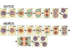 Модель-аппликация "Деление клетки. Митоз и мейоз" (ламинированная) - fgospostavki.ru - Казань