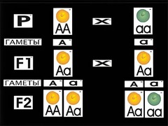 Модель-аппликация "Моногибридное скрещивание" (ламинированная) - fgospostavki.ru - Казань