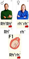 Модель-аппликация "Наследование резус-фактора" (ламинированная) - fgospostavki.ru - Казань