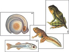 Модель-аппликация "Развитие костной рыбы и лягушки" (ламинированная) - fgospostavki.ru - Казань