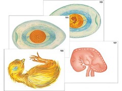 Модель-аппликация "Развитие птицы и млекопитающего (человека)" (ламинированная) - fgospostavki.ru - Казань