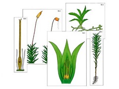 Модель-аппликация "Размножение мха" (ламинированная) - fgospostavki.ru - Казань