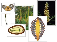 Модель-аппликация "Размножение сосны" (ламинированная) - fgospostavki.ru - Казань