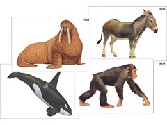 Модель-аппликация "Разнообразие высших хордовых 2. Млекопитающие" (ламинированная) - fgospostavki.ru - Казань