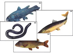 Модель-аппликация "Разнообразие низших и высших хордовых" (ламинированная) - fgospostavki.ru - Казань