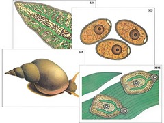 Модель-аппликация "Циклы развития печеночного сосальщика и бычьего цепня" (ламинированная) - fgospostavki.ru - Казань