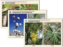 Гербарий фотографический "Сельскохозяйственные растения мира" - fgospostavki.ru - Казань